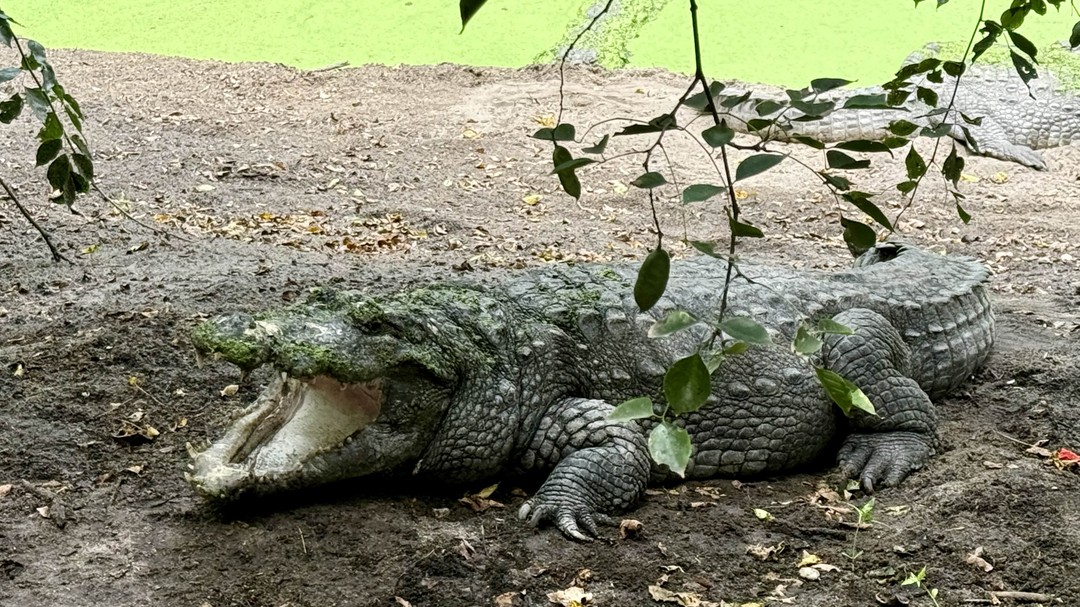 Старт был в городе Ченнай, закончили в Кочине. 8 дней полного драйва! Яркое, красочное и незабываемое