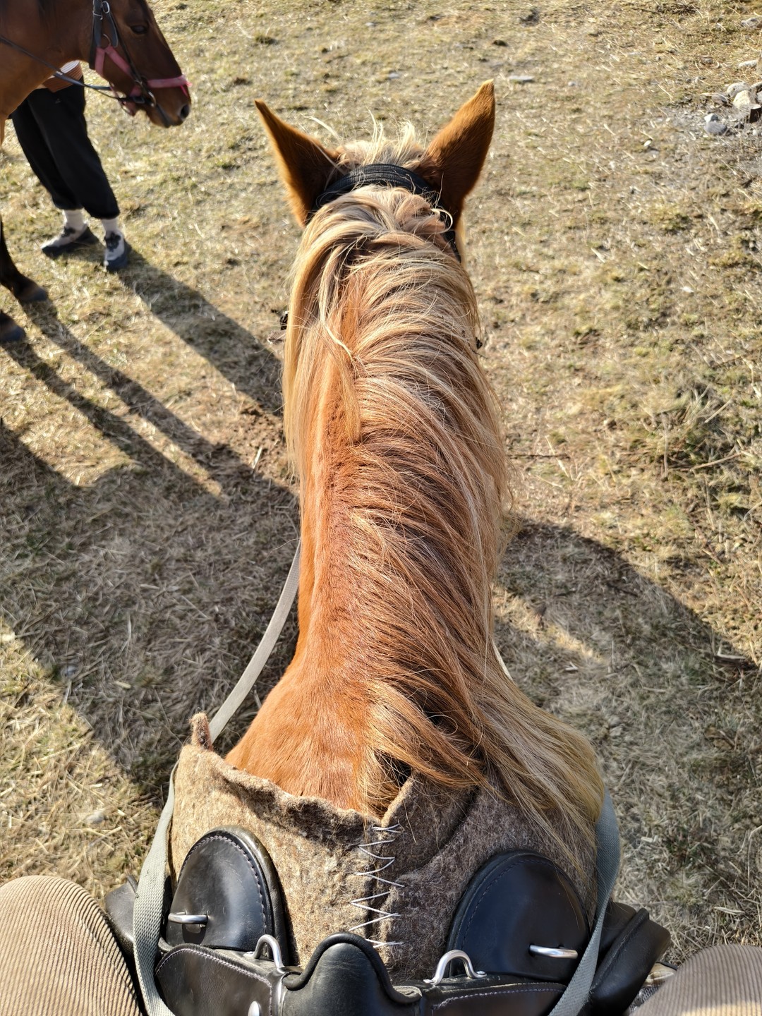 Все было великолепно: шикарный инструктор, добрые кони, прекрасные виды гор! Обязательно вернусь!