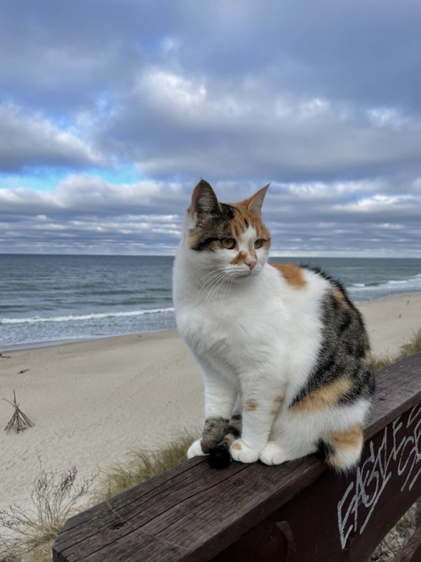 Фото отзыва 3: экскурсия "В нацпарк «Куршская коса» и город-курорт Зеленоградск — из Калининграда"