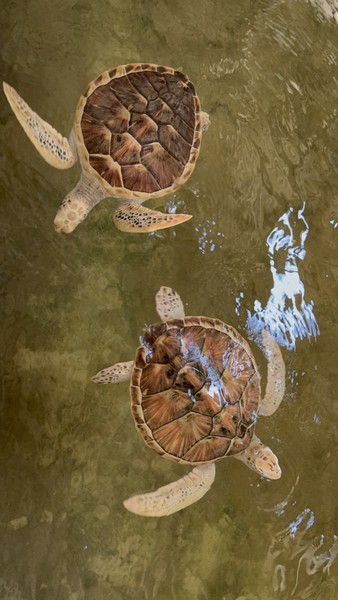 Отличная экскурсия, где получилось посетить много мест — речное сафари, черепашью ферму, шахту добычи лунного и