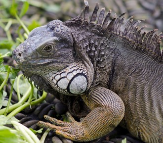 Парк рептилий