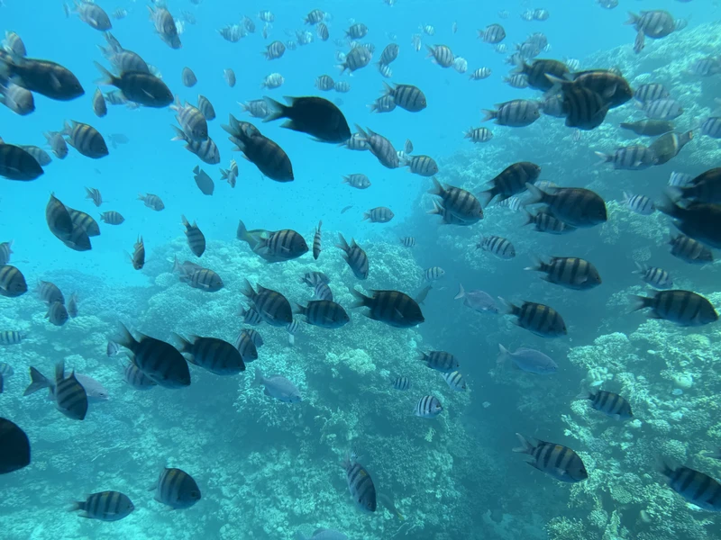 Отличная экскурсия, организатор был всегда на связи, нам был заказан индивидуальный трансфер. Красивое море, ребенок в восторге