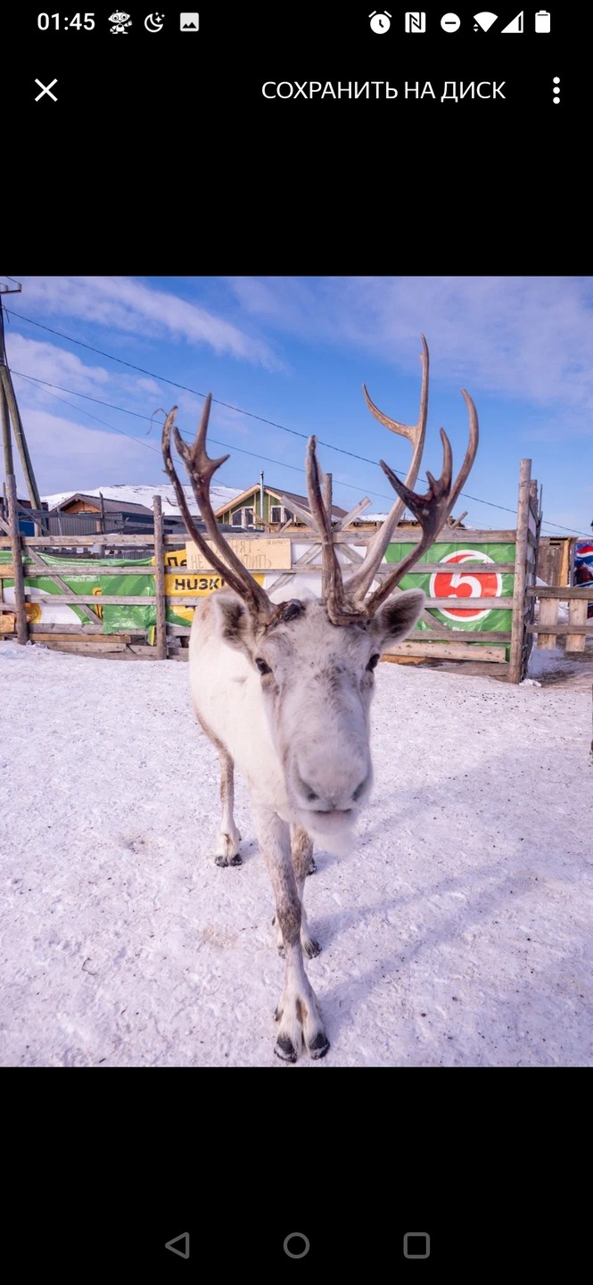 Мы впервые приехали на север и нам хотелось узнать о нём как можно больше в короткие