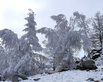 Чуйский олений камень и петроглифы