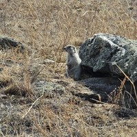 Фото отзыва 1: экскурсия "Ольхон — жемчужина Байкала (в мини-группе)"