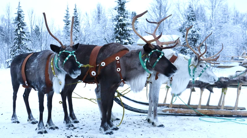 В саамскую деревню из Мурманска - к оленям, хаски и духам севера
