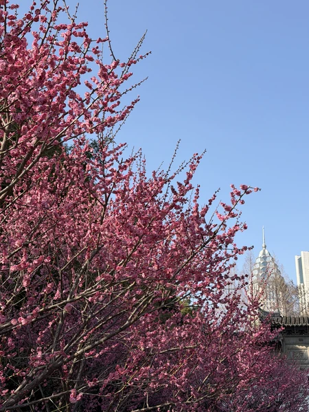 Спасибо огромное Вере, за экскурсию!Получился очень насыщенный и яркий день. История Шанхая рассказана легко и интересно!