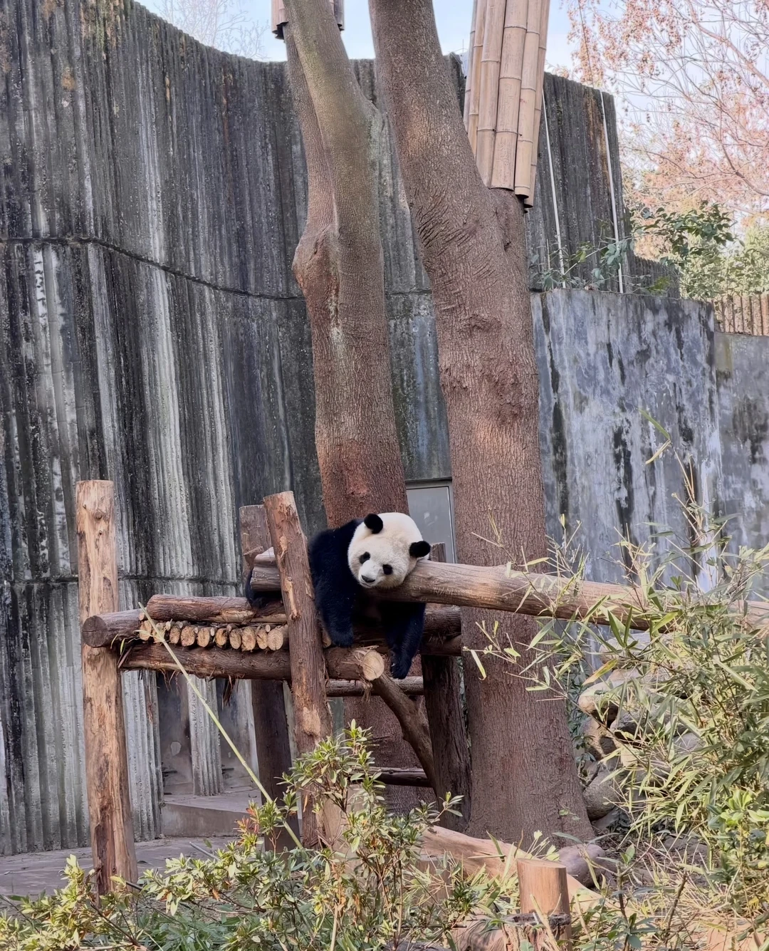 У нас была всего 10-часовая пересадка в Чэнду, и этот тур идеально подошёл под наши потребности