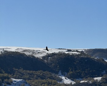 Первая прогулка