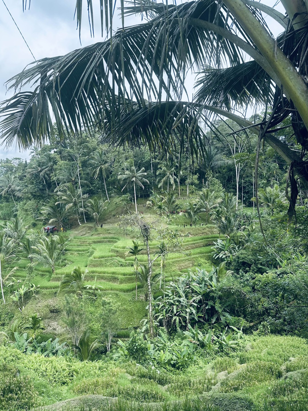 Сердце Бали: живописные плантации, парк птиц и краски Убуда (Venera)
