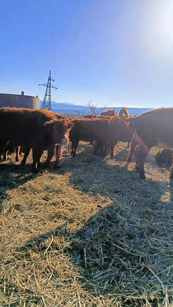 Лучшие виды на Сулакский каньон - из Махачкалы (Саша)