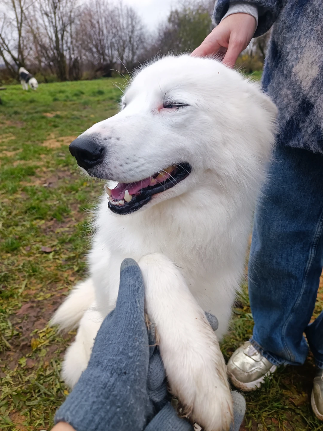Посещение питомника с собаками хаски стало настоящим праздником души! Нас встретили дружелюбные хозяева Александр и Анастасия