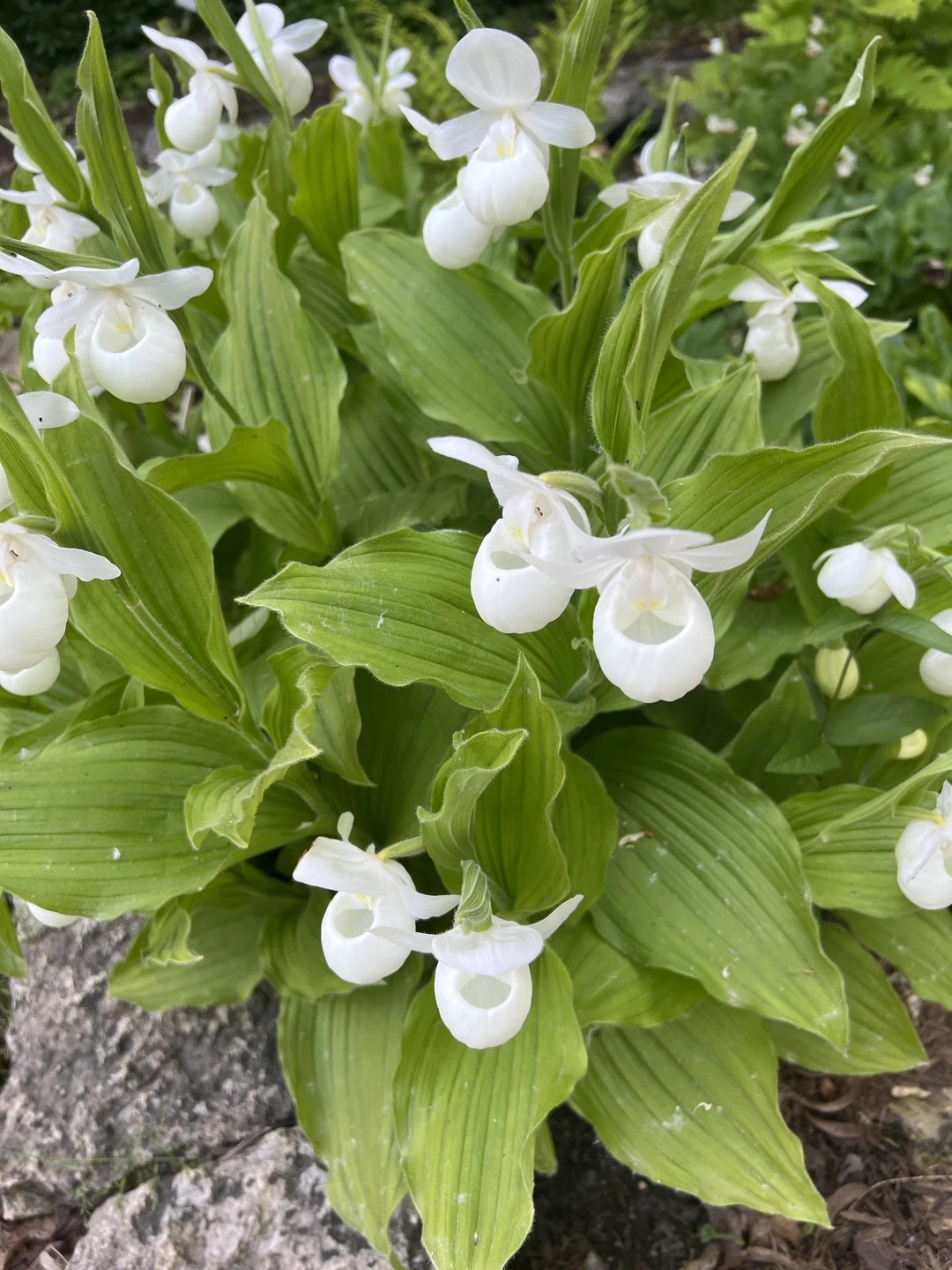 Большое спасибо Елене за прекрасную экскурсию. Нам все понравилось. Рассказ был содержательный, интересный и познавательный. Реальность