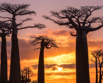 Переезд в Морондаву и гигантские баобабы