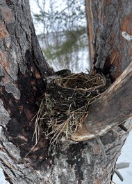 Фото отзыва 4: экскурсия "Водопады в&nbsp;окрестностях Мурманска"