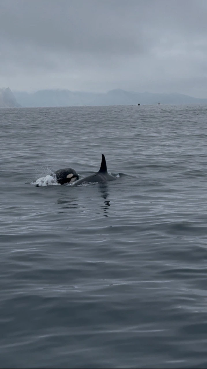 На Камчатке - вкусно есть: гастротур с рыбалкой и крабовой вечеринкой у океана