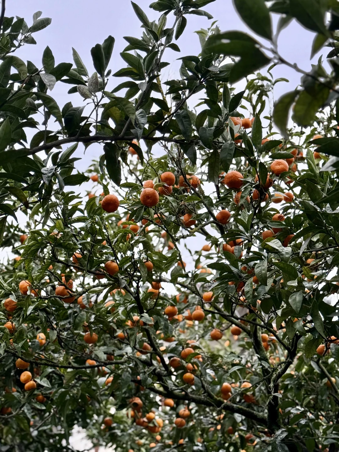 Были на экскурсии в конце декабря с Вячеславом. Он - отличный гид, рассказчик и водитель. Экскурсия