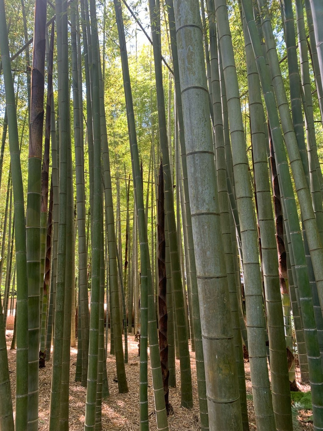 Незабываемая Камакура!!! Благодарим Аэлиту за этот чудесный день, за содержательную экскурсию, за теплое общение. Очень понравилось!