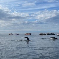 Фото отзыва 1: экскурсия "Териберка и морская прогулка за 1 день! (в группе)"