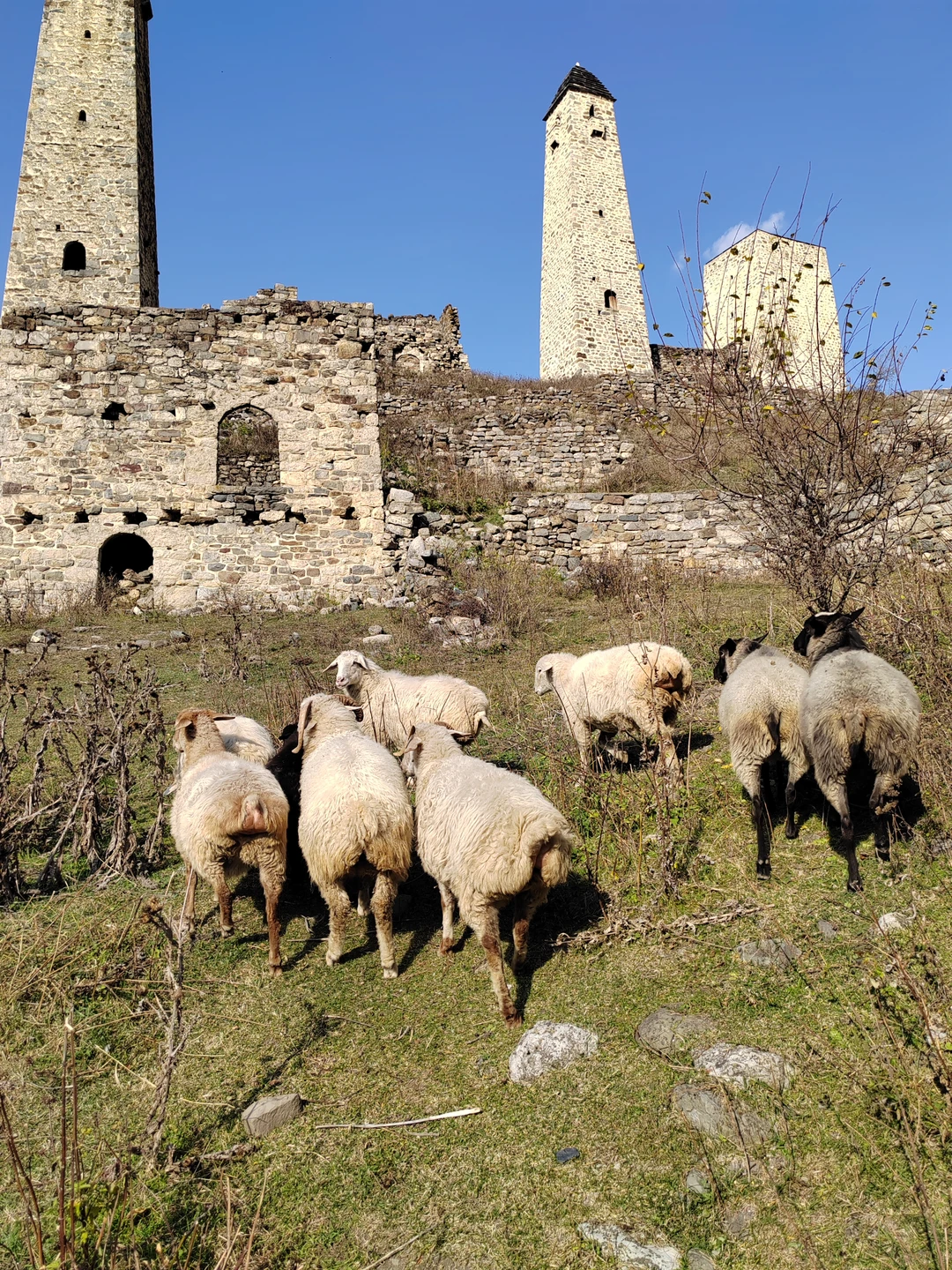 Горная Ингушетия - красивое, живописное направление. Каждая локация - восторг. Башенный комплекс Эрзи - очень красивая