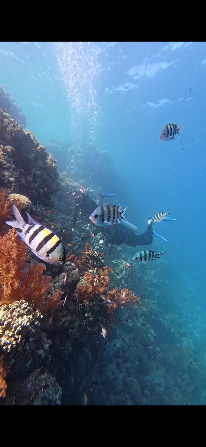 Вадим максимально комфортно познакомил нас с подводным миром и культурой дайвинга. Настолько трепетного подхода со стороны