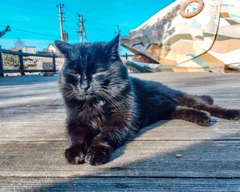 Куршская коса, Танцующий лес, орнитологическая станция