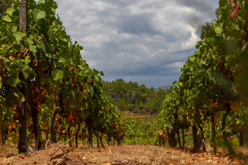 Винный уик-энд в Португалии: Порту, долина реки Дору и Амаранте