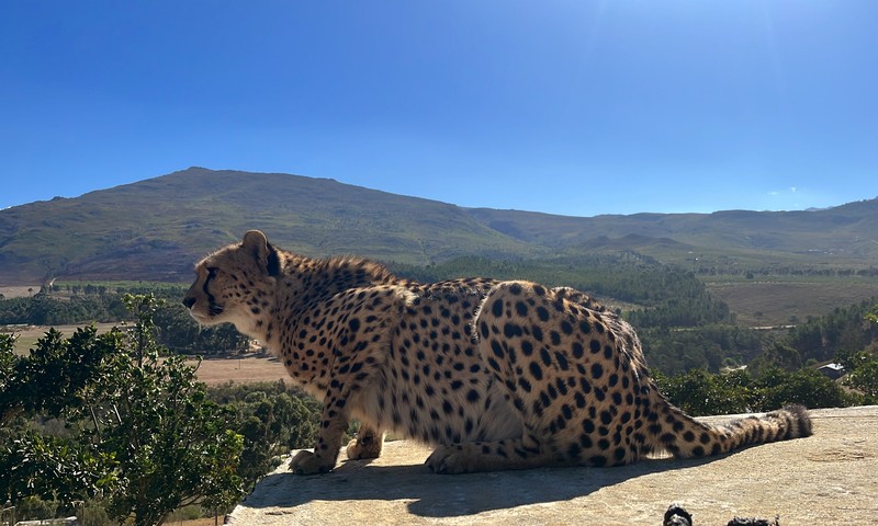 Кейптаун: в мире животных