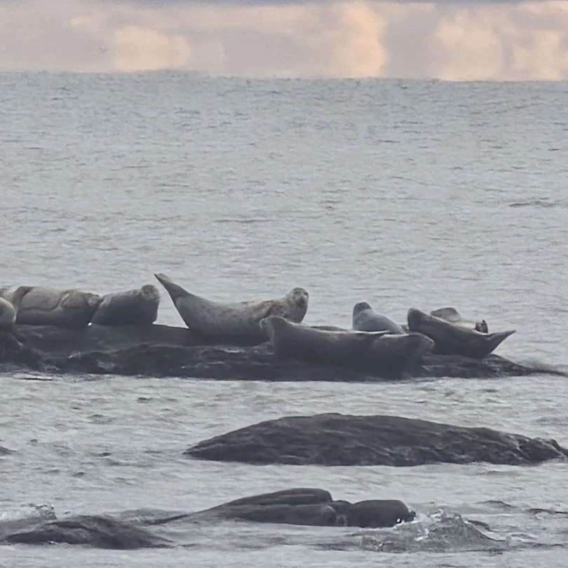 Огромное спасибо гиду Анатолию за прекрасно проведенную экскурсию. На янтарном пляже нас ждал большой сюрприз в
