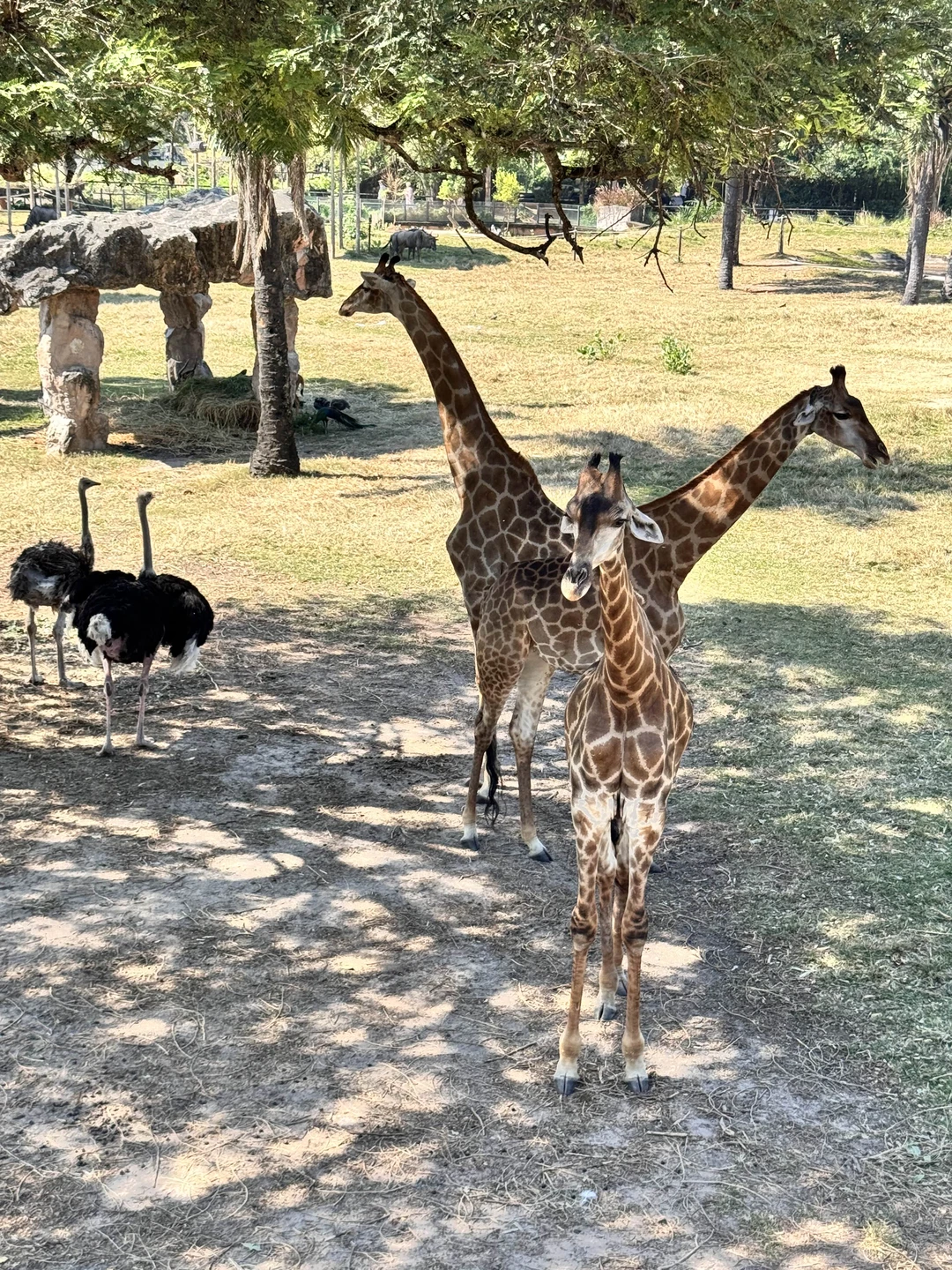 Экскурсия в зоопарк очень понравилась! За 4 часа мы успели посмотреть кажется всех животных, море впечатлений