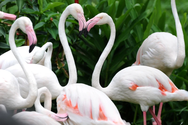 В зоопарк Кхао Кхео - из Паттайи