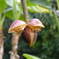 Фото отзыва 1: экскурсия "Фантастические растения Сочи и где они обитают"