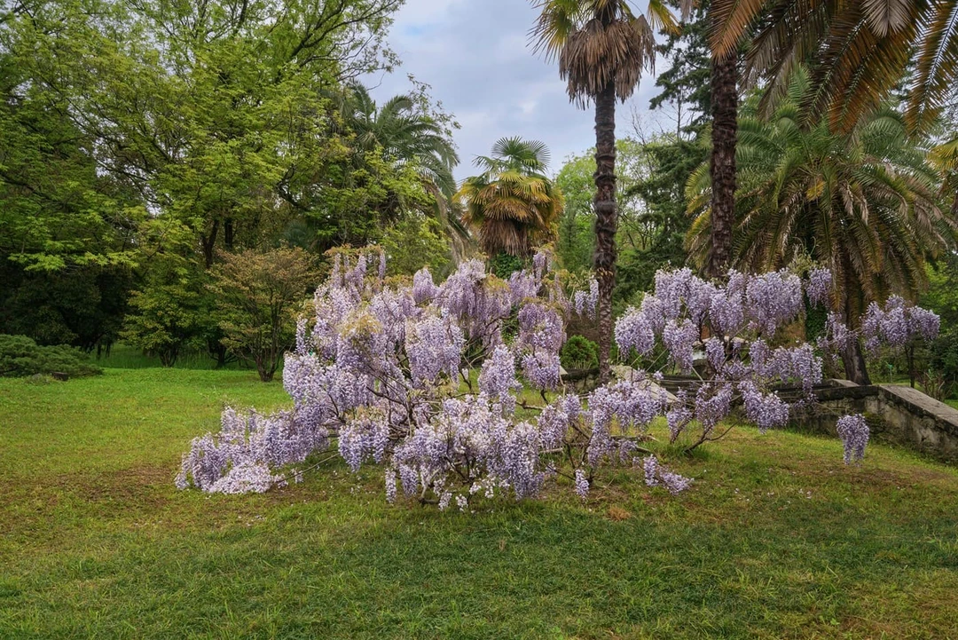 Глицинии в&nbsp;сочинском дендрарии