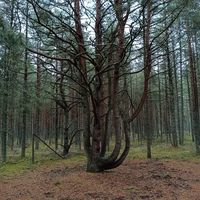 Фото отзыва 3: экскурсия "Калининград: самый смак за 3 часа"