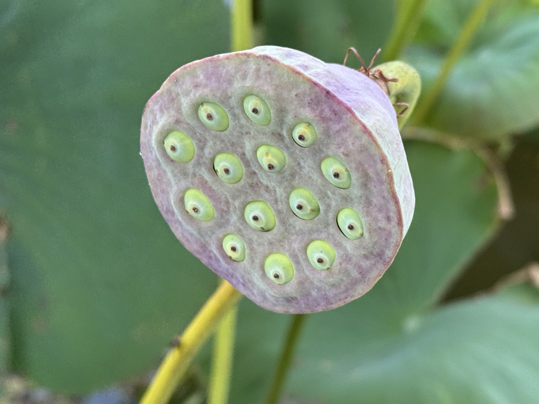 Экскурсия превзошла все ожидания! Так близко увидеть лотосы я не ожидала. Поездка продумана до мелочей. Кто