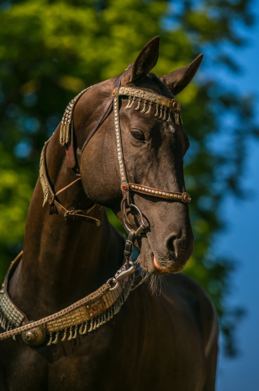 Мини-группой по белоснежному Ашхабаду с посещением музеев, конюшни и развалин Нисы