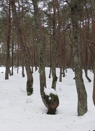 Фото отзыва 6: экскурсия "Куршская коса + Зеленоградск (из Калининграда)"
