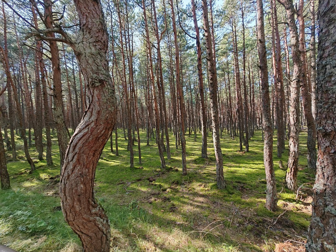 Куршская коса и Зеленоградск за 1 день (из Калининграда) (Татьяна)