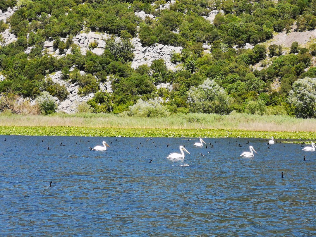 Очень рекомендую посетить Скадарское озеро и Липские пещеры. Впечатляющие места, невероятной красоты! Нам понравилось