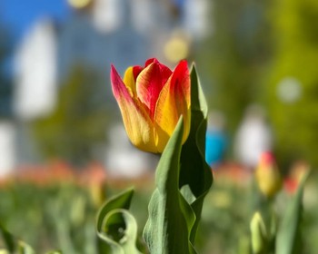 Экскурсия по Ярославлю
