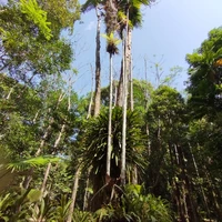 Фото отзыва 5: экскурсия "Затерянный Пхукет: треккинг по тропическим джунглям"