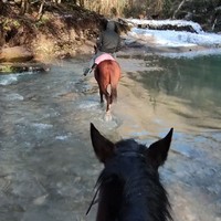 Фото отзыва 6: экскурсия "Конная прогулка по тисо-самшитовой роще"