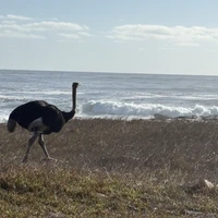 Фото отзыва 2: экскурсия "ЮАР — Херманус: киты, вино, пингвины и закат"