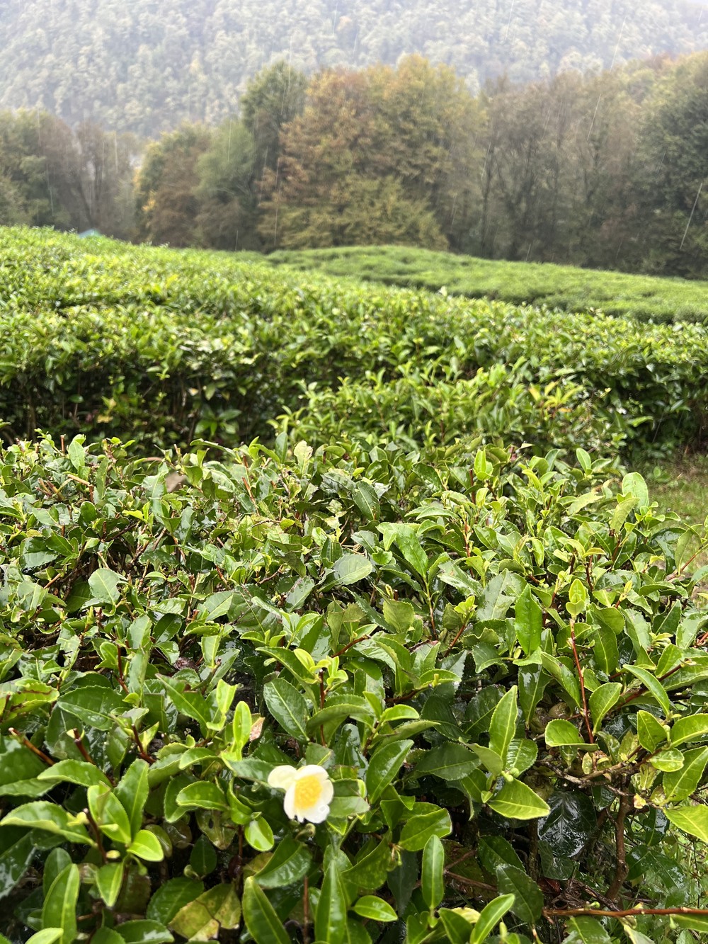 Драйв-тур на внедорожнике в долину Мацеста (3/9)