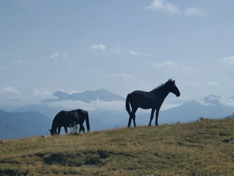 Откликнуться на зов гор: тур в Домбай и Архыз в мини-группе с несложным треккингом и комфортом