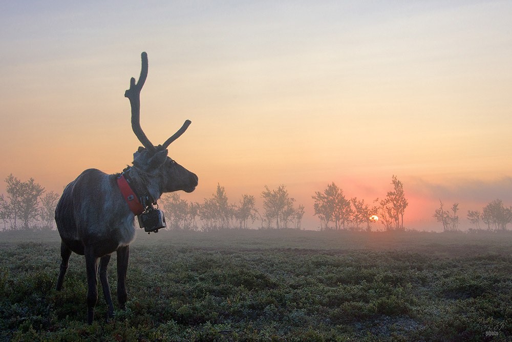 Из Мурманска — в Саамскую деревню (6/7)