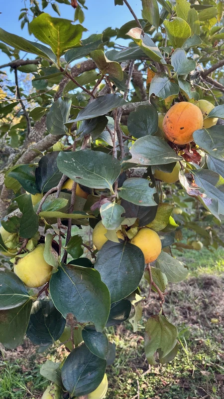 Из Гагры на озеро Рица + цитрусовые сады