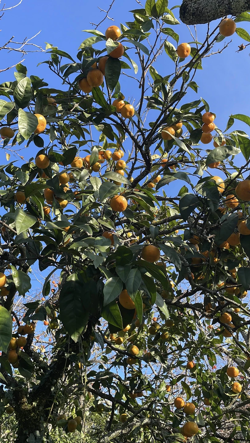 Впервые были в Абхазии, тур одним днем это отличное решение. Я редко пишу отзывы но тут такой восторг был, что не смогу промолчать