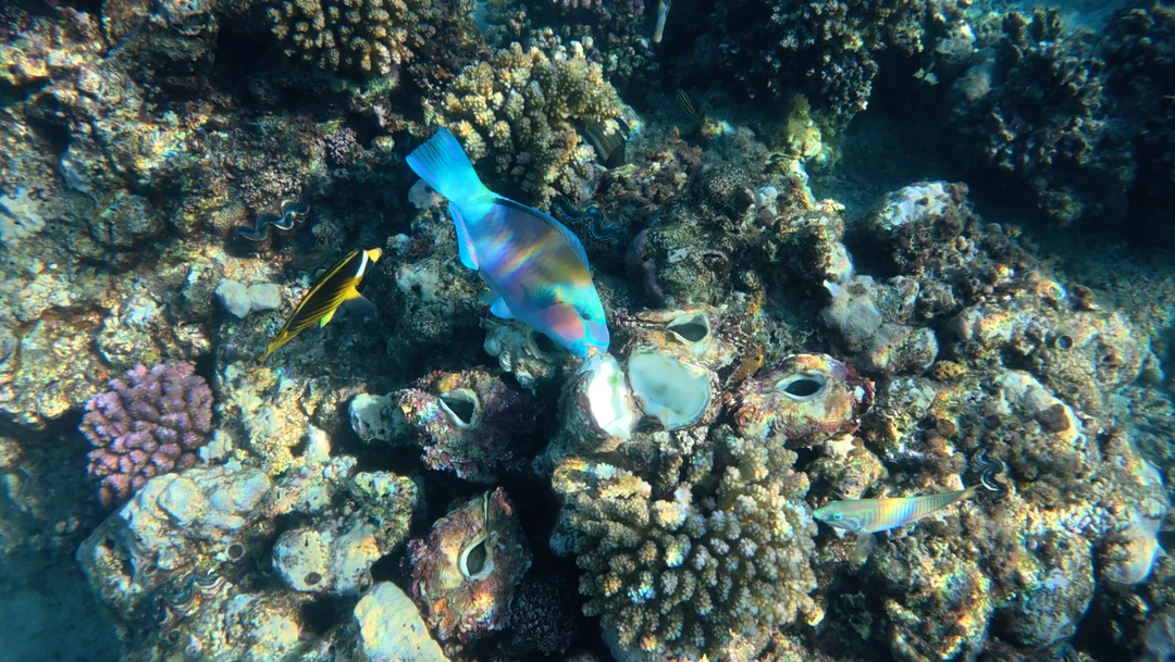 Я была приглашена на эту прогулку