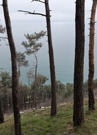 Фото отзыва 4: экскурсия "Озеро Рица и окрестности (из Гагры)"